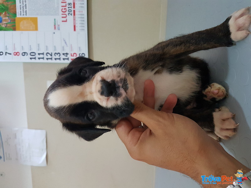 Disponibili Bellisimi Cuccioli di Boxer con Pedigree Enci - Foto n. 4