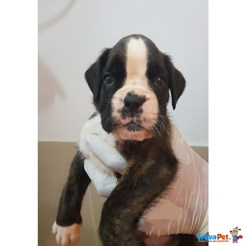 Disponibili Bellisimi Cuccioli di Boxer con Pedigree Enci - Foto n. 5