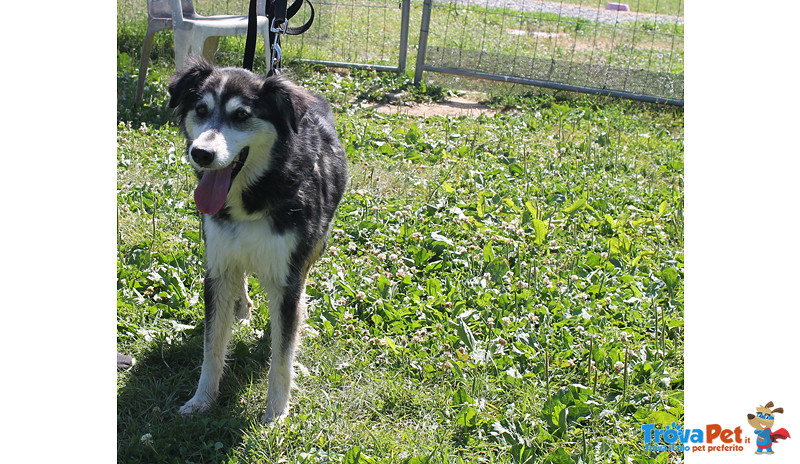 Noemi, Incrocio Husky/border Collie di Circa 3 Anni, Abbandonata a se Stessa, in Canile si Dispera, - Foto n. 1