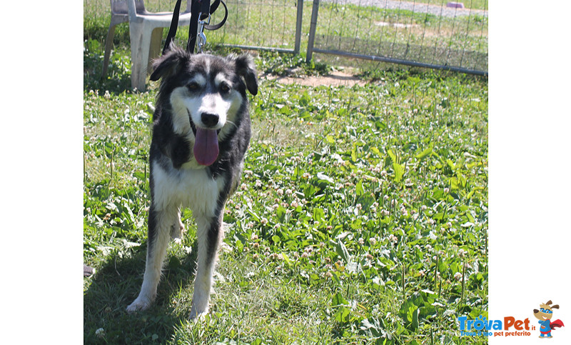 Noemi, Incrocio Husky/border Collie di Circa 3 Anni, Abbandonata a se Stessa, in Canile si Dispera, - Foto n. 2