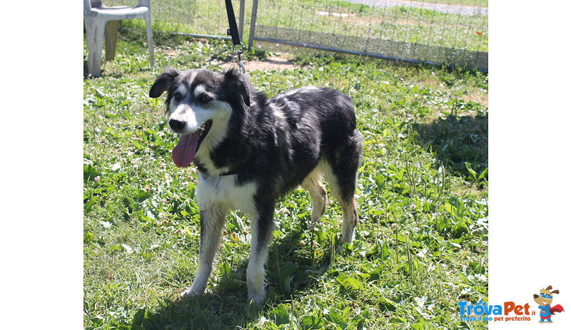 Noemi, Incrocio Husky/border Collie di Circa 3 Anni, Abbandonata a se Stessa, in Canile si Dispera, - Foto n. 3