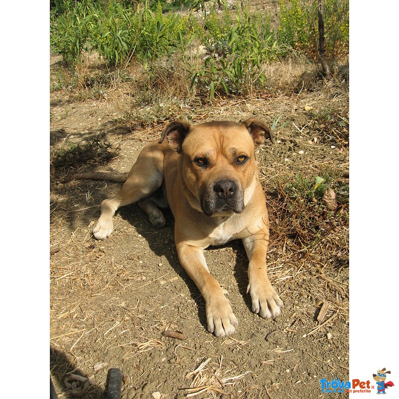 Cuccioli Fulvi cane Corso per American Staffordshire Terrier Disponibili a Novembre - Foto n. 1