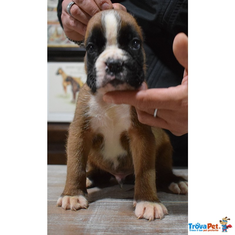 Cuccioli di Boxer con Pedigree Enci - Foto n. 4