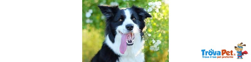 Pastore Australiano, Border Collie - Foto n. 3