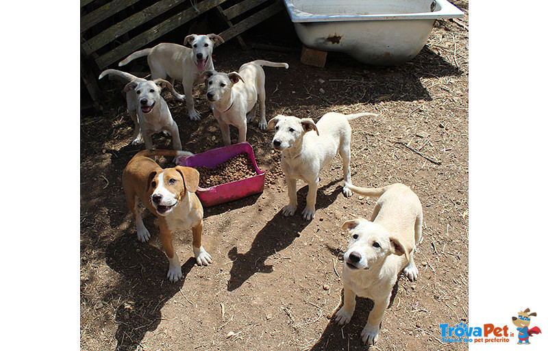 Un Bastimento di Cuccioli (oltre 50), 4 Mesi, Taglia Media, dal sud un Appello e una foto per Regala - Foto n. 1