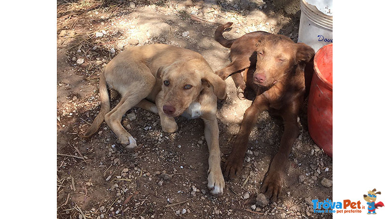 Un Bastimento di Cuccioli (oltre 50), 4 Mesi, Taglia Media, dal sud un Appello e una foto per Regala - Foto n. 2