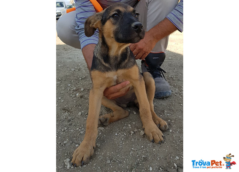 Un Bastimento di Cuccioli (oltre 50), 4 Mesi, Taglia Media, dal sud un Appello e una foto per Regala - Foto n. 3