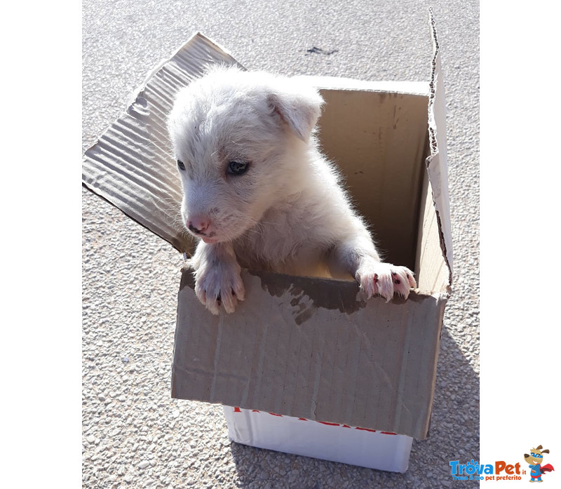 Un Bastimento di Cuccioli (oltre 50), 4 Mesi, Taglia Media, dal sud un Appello e una foto per Regala - Foto n. 6