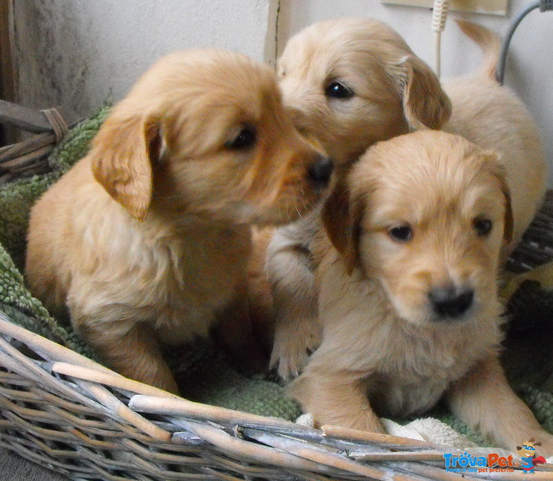 Cuccioli di Golden Retriever - Foto n. 2