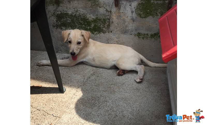 Scodinzolo, 3 mesi Simil Labrador, uno dei Cuccioli Sopravissuti, Cerca Casa - Foto n. 2