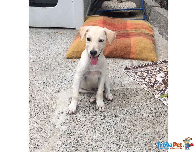 Scodinzolo, 3 mesi Simil Labrador, uno dei Cuccioli Sopravissuti, Cerca Casa - Foto n. 3