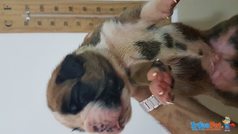 Cucciolata di Boxer alta Genealogia Pedigree Enci - Foto n. 2