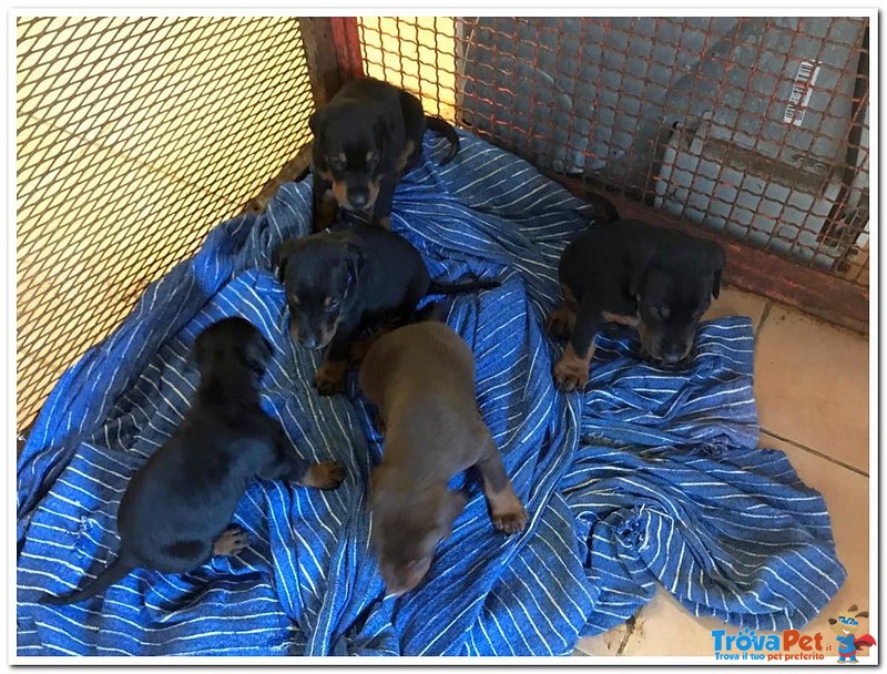 Cuccioli di Dobermann Disponibili - Foto n. 2