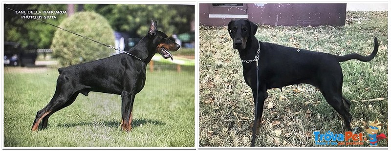 Cuccioli di Dobermann Disponibili - Foto n. 4