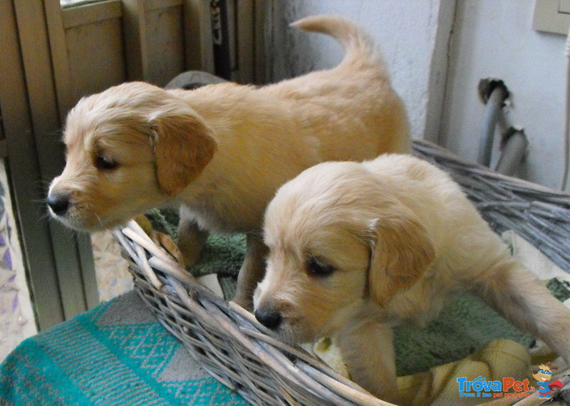 Cuccioli di Golden Retriever - Foto n. 3