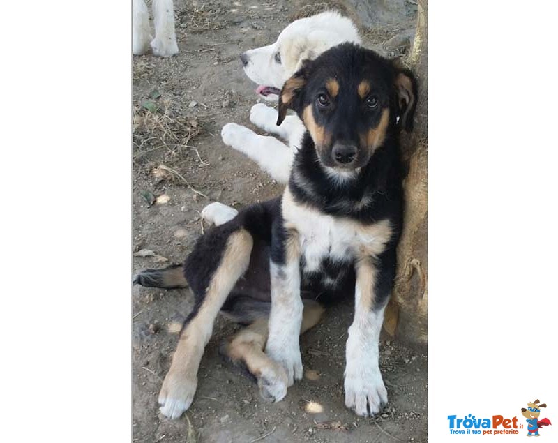 Gesualdo e Genoveffa, 4 mesi Futura Taglia Medio/grande, i Primi Arrivati dei 70 Cuccioli a Rischi - Foto n. 3