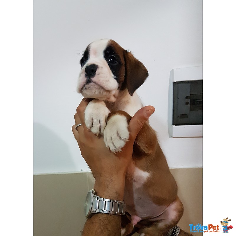 Cuccioli di Boxer con Pedigree enci Figli di Pluricampioni - Foto n. 2