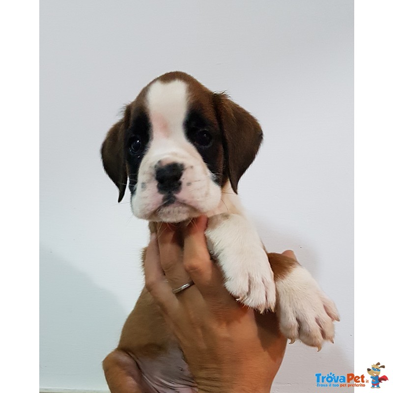 Cuccioli di Boxer con Pedigree enci Figli di Pluricampioni - Foto n. 3