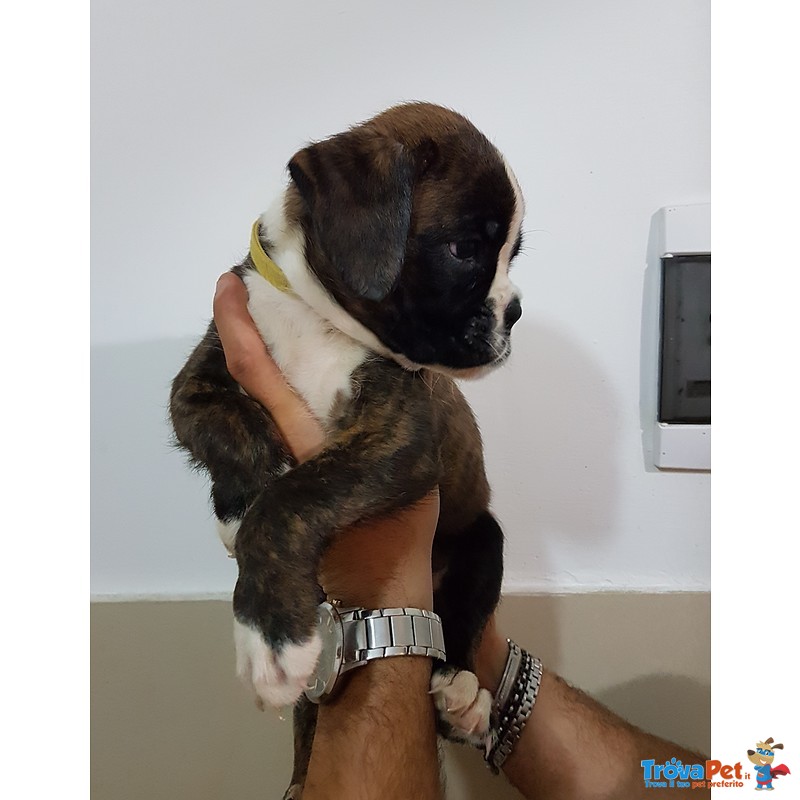 Cuccioli di Boxer con Pedigree enci Figli di Pluricampioni - Foto n. 4