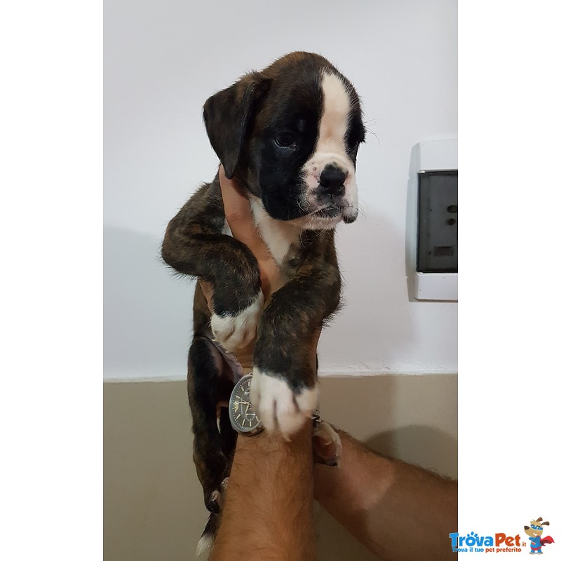 Cuccioli di Boxer con Pedigree enci Figli di Pluricampioni - Foto n. 5