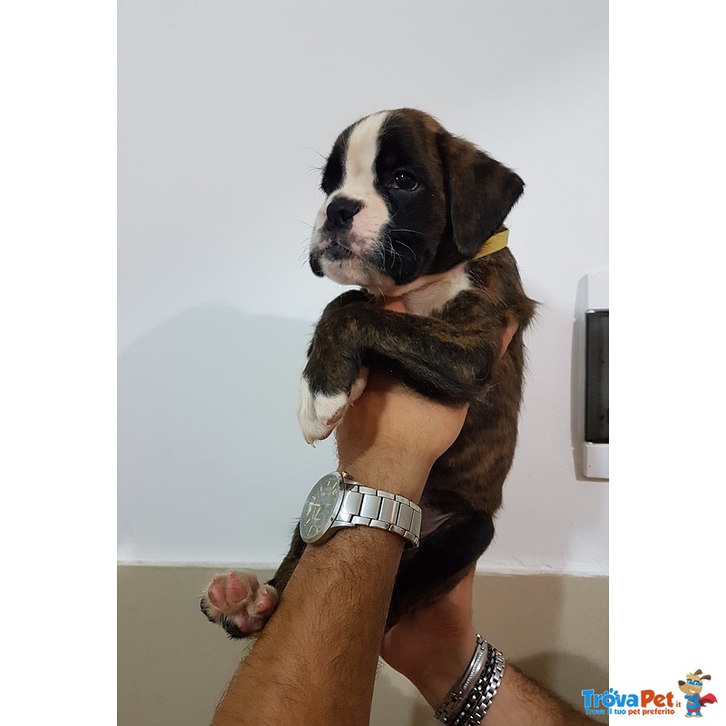 Cuccioli di Boxer con Pedigree enci Figli di Pluricampioni - Foto n. 6