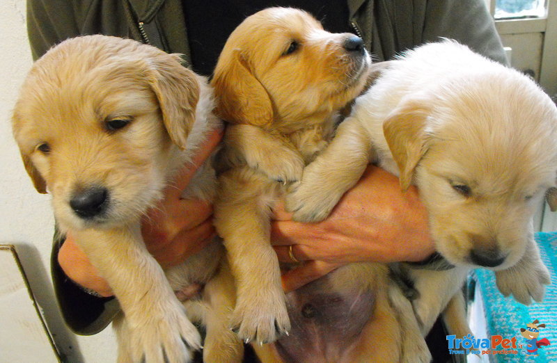 Cuccioli di Golden Retriever - Foto n. 5