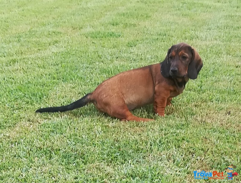 Cuccioli di Alpenlaendische Dachsbracke - Foto n. 2