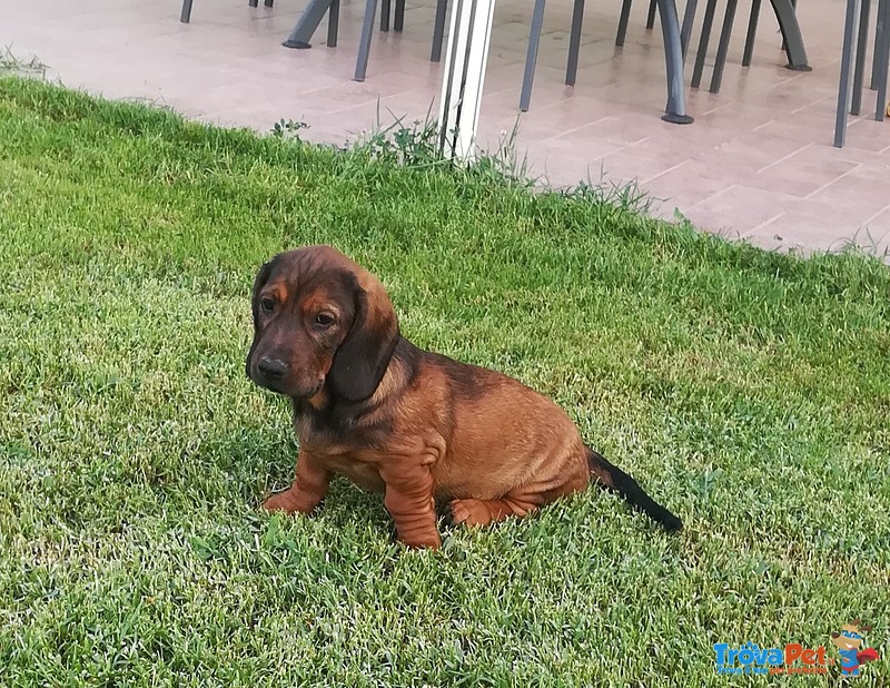 Cuccioli di Alpenlaendische Dachsbracke - Foto n. 3