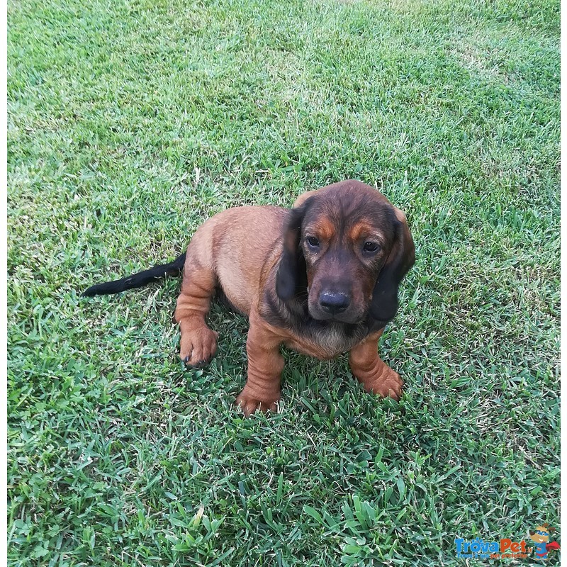 Cuccioli di Alpenlaendische Dachsbracke - Foto n. 4