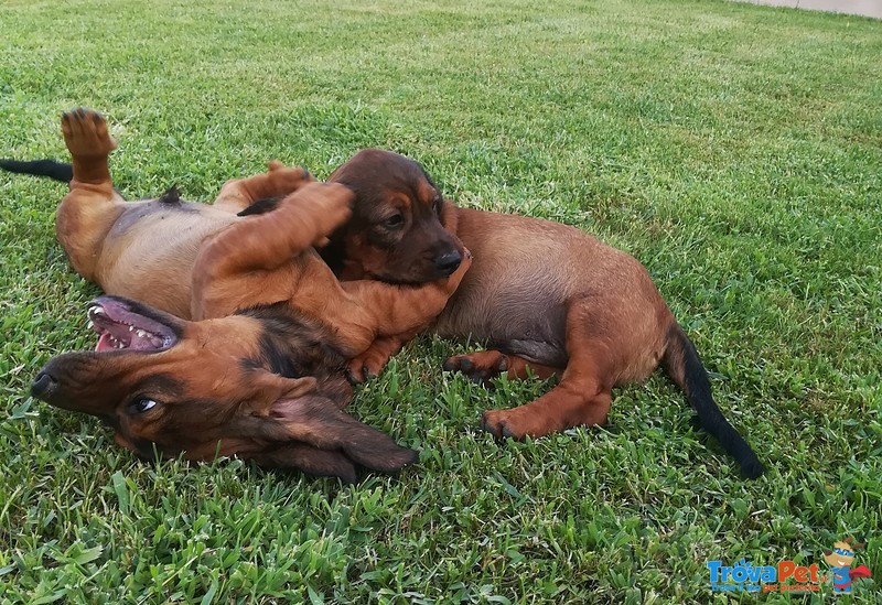 Cuccioli di Alpenlaendische Dachsbracke - Foto n. 5