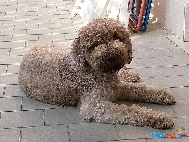 Cuccioli di Lagotto Romagnolo con Pedigree - Foto n. 1