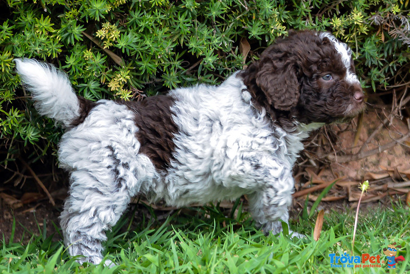 Cuccioli di Lagotto Romagnolo con Pedigree - Foto n. 2