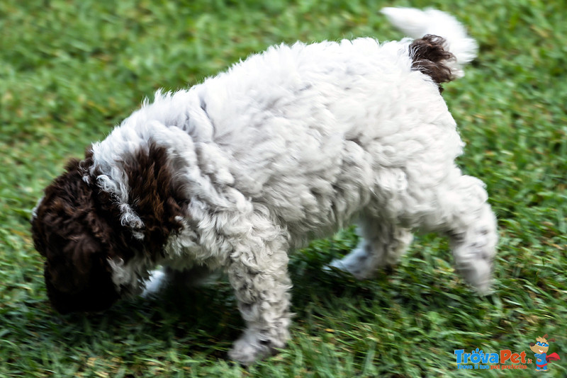 Cuccioli di Lagotto Romagnolo con Pedigree - Foto n. 5