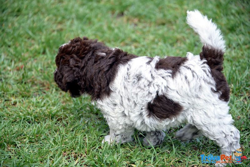 Cuccioli di Lagotto Romagnolo con Pedigree - Foto n. 6