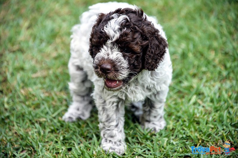 Cuccioli di Lagotto Romagnolo con Pedigree - Foto n. 7