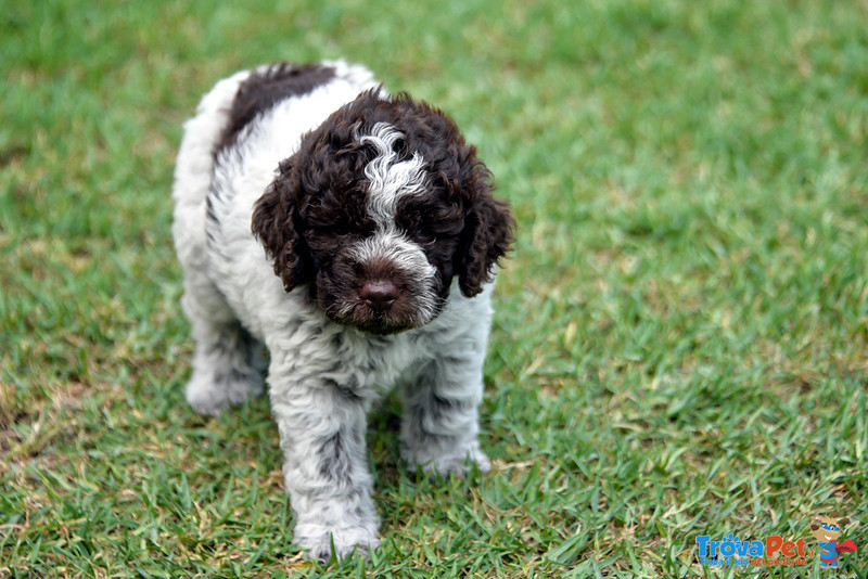 Cuccioli di Lagotto Romagnolo con Pedigree - Foto n. 8