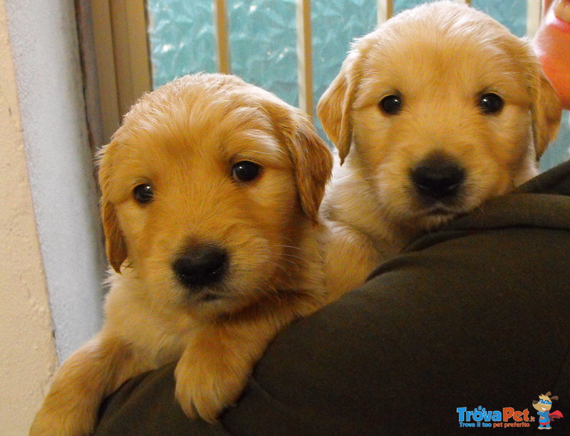 Cuccioli di Golden Retriever - Foto n. 6