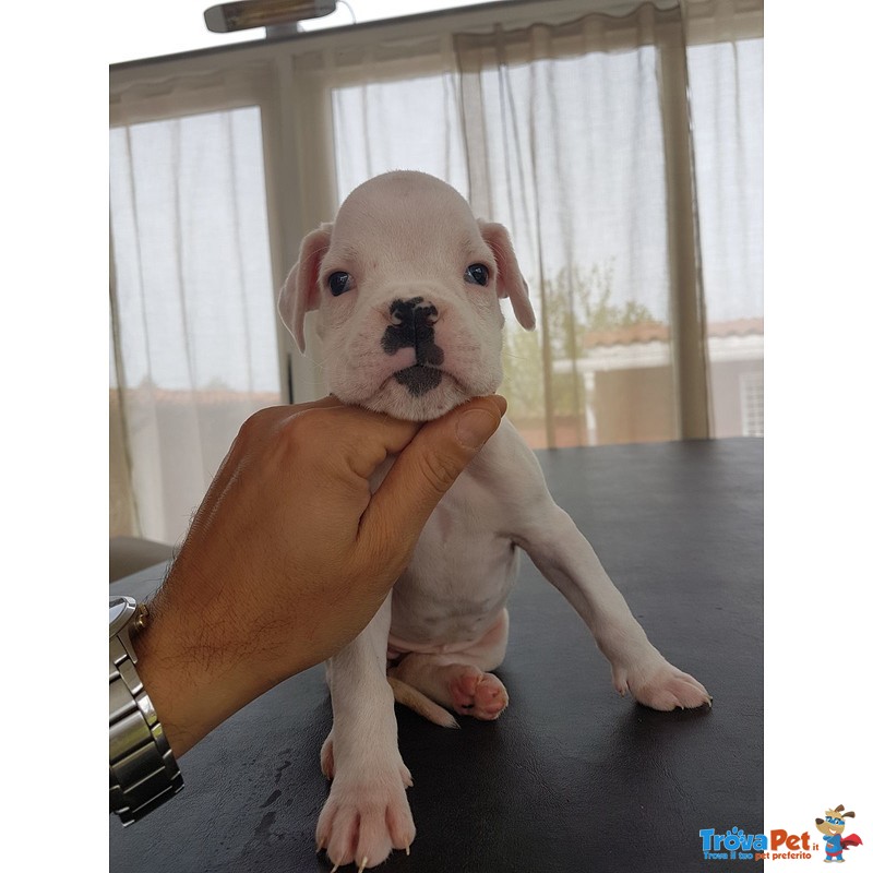 Cucciola di Boxer Bianca alta Genealogia - Foto n. 1