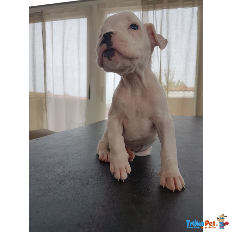 Cucciola di Boxer Bianca alta Genealogia - Foto n. 3