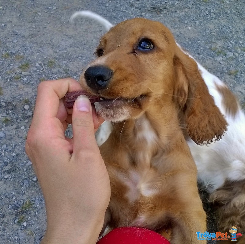 Vendesi Cuccioli Cocker Spaniel - Foto n. 1