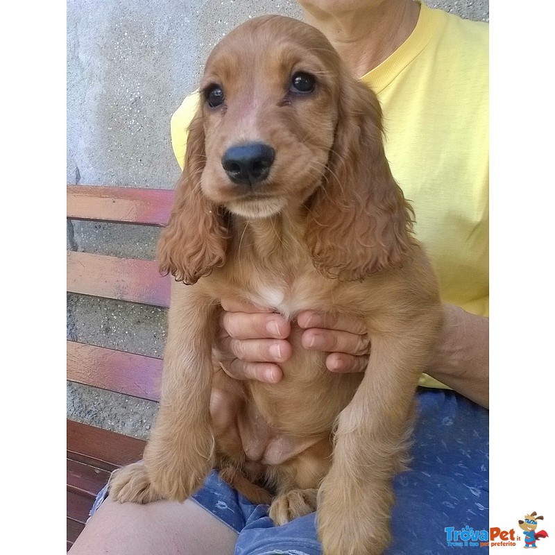 Vendesi Cuccioli Cocker Spaniel - Foto n. 4