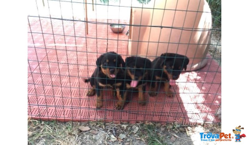 Cuccioli di Rottweiler - Foto n. 1