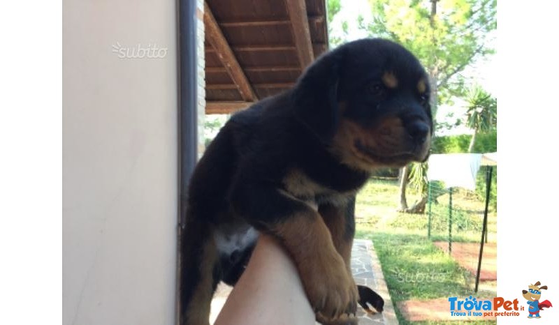 Cuccioli di Rottweiler - Foto n. 2