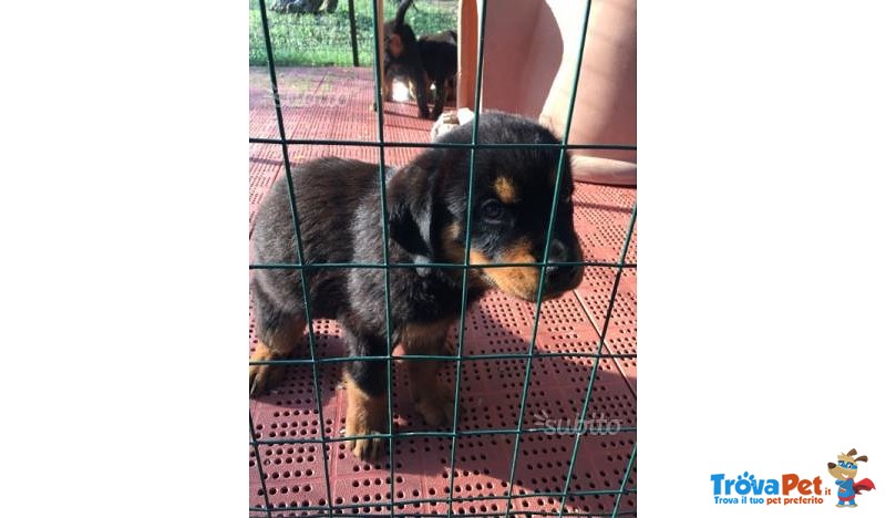 Cuccioli di Rottweiler - Foto n. 3