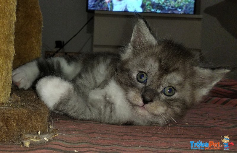 Gattini Maine coon Maschi Bellissimi Pedigree - Foto n. 6