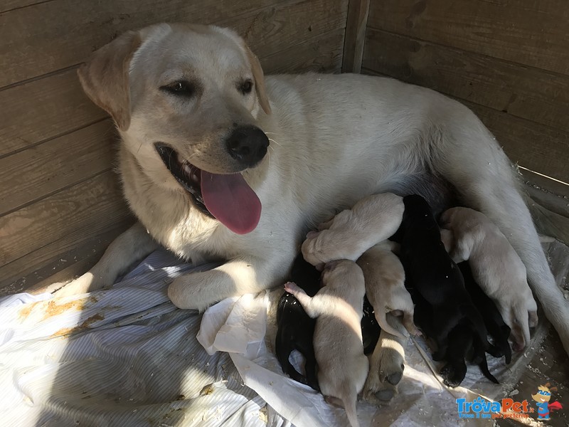 Cuccioli Labrador Retriever - Foto n. 1