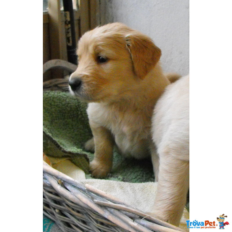 Cuccioli di Golden Retriever - Foto n. 7