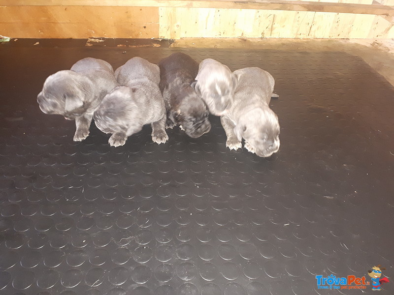 Cuccioli di cane Corso Grigio Piombo con Pedigree - Foto n. 2