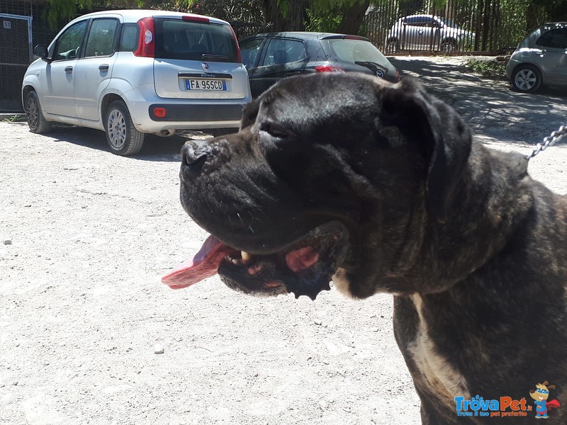 Cuccioli di cane Corso Grigio Piombo con Pedigree - Foto n. 3