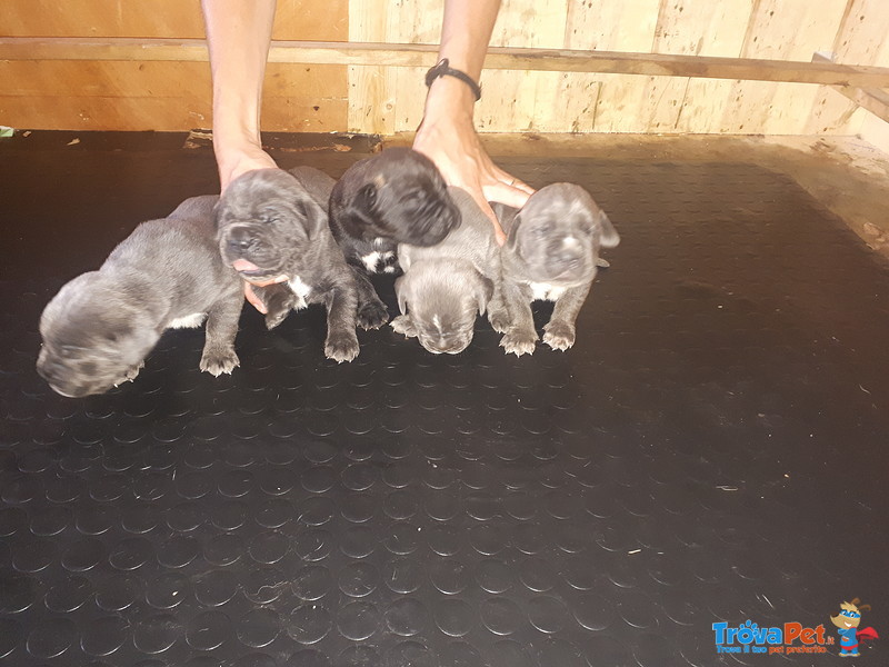 Cuccioli di cane Corso Grigio Piombo con Pedigree - Foto n. 6